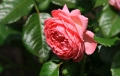 Rosa - Kölner Flora 2